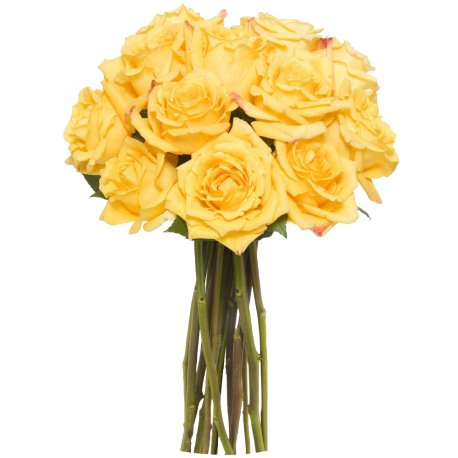 12 Long Stem Yellow Roses