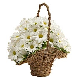 Basket of Daises Gift