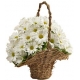 Basket of Daises Gift