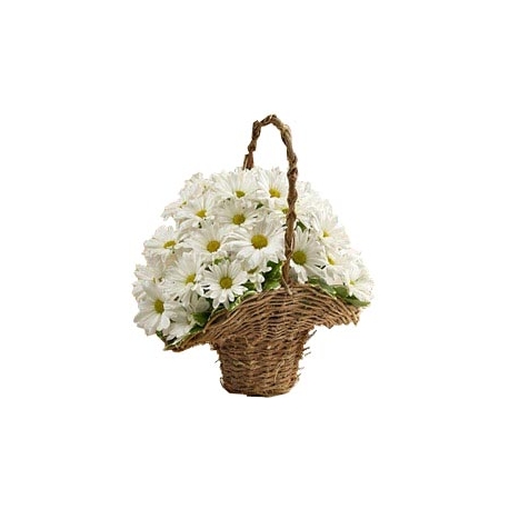 Basket of Daises Gift